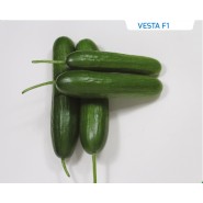 Hibrit Salatalık Tohumu - Vesta F1 - 1.000 Adet Tohum