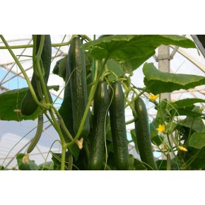 Hibrit Sırık Hıyar Tohumu - Yakamoz F1 (Sera) - 500 Adet Tohum