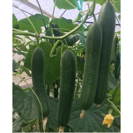 Hibrit Sırık Salatalık Tohumu - AZ- 47 Bariz F1 - 500 Adet Tohum