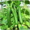 Hibrit Sırık Salatalık Tohumu - Yeşilgöz F1 - 2.500 Adet Tohum