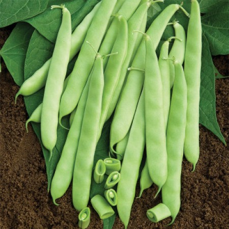 Fasulye Tohumu Ela - Oturak - 2.000 Adet