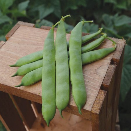 Fasulye Tohumu Crosby - Oturak - 2.000 Adet