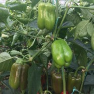 Az-22 F1 Dolma Biber Fidesi - 216 Adet