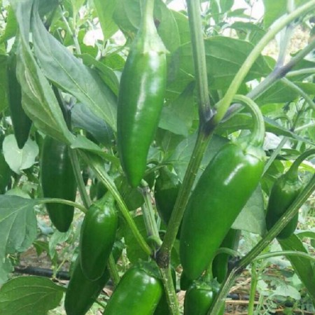 Az-26 F1 Jalapen Biber Fidesi - 216 Adet Az-26 F1 Jalapen Biber Fidesi - 216 Adet