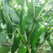 Az-26 F1 Jalapen Biber Fidesi - 216 Adet