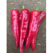 Az-28 F1 Kapya Biber Fidesi - 216 Adet