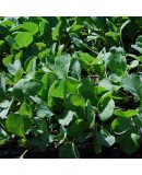 Brokoli Fidesi