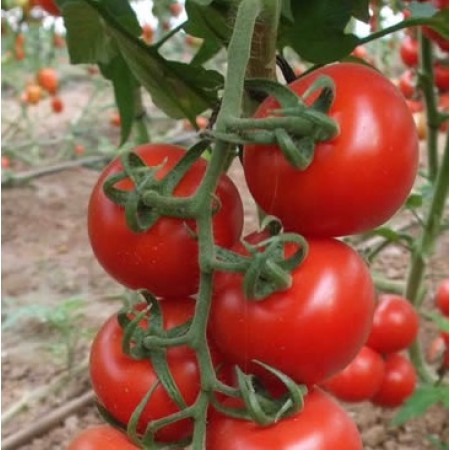 AZ-44 F1 Salkım Domates Fidesi - 216 Adet