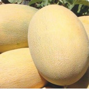 Az-90 F1 Ananas Kavun Fidesi - 216 Adet