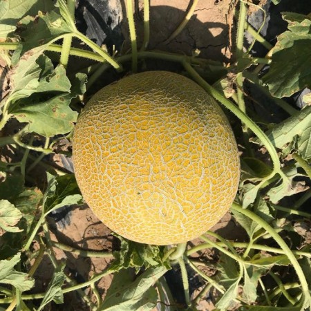 Az-92 F1 Galia Kavun Fidesi - 216 Adet Az-92 F1 Galia Kavun Fidesi - 216 Adet