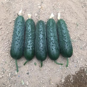 Az-85 F1 Dikenli Kornişon Fidesi - 216 Adet