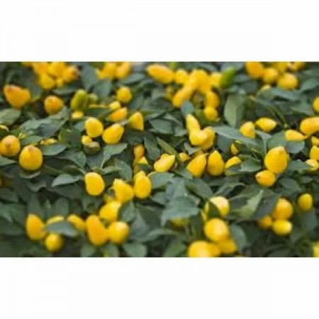 Doğal Biberiye Biberi Tohumu - 1 kg