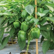 Hibrit Acı Dolma Biber Tohumu Greytown F1 - 10.000 Adet