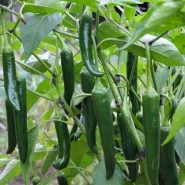 Hibrit Acı Jalapone Biber Tohumu Cliser F1 - 10.000 Adet