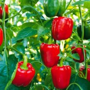 Hibrit California Dolma Biber Tohumu-Baressa F1-1.000 Adet