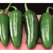Hibrit Jalapone Biber Tohumu - Klar F1 - 5.000 Adet 