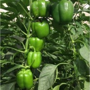 Hibrit Tatlı Dolma Biber Tohumu Tegna F1 - 10.000 Adet Tohum