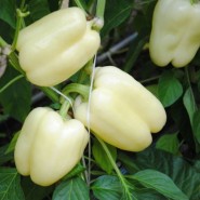 Hibrit Tatlı Macar Dolma Biber Tohumu Frixe F1 - 2.500 Adet