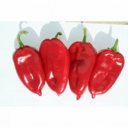 Kapya Biber Tohumu İthal - Elfin - 50.000 Adet