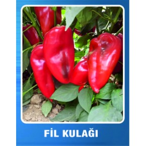 Biber Tohumu Fil Kulağı Kapya - 100 Gr