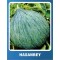 Kavun Tohumu Hasanbey - 100 gr Kavun Tohumu Hasanbey - 100 gr