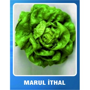 İthal Marul Tohumu - 100 gr 