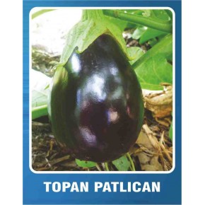 Patlıcan Tohumu Topan - 100 gr