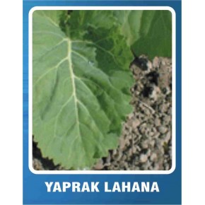 Yaprak Lahana Tohumu - 10 gr
