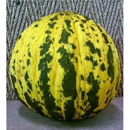 Kavun Tohumu Altınbaş - 25 Adet Kavun Tohumu Altınbaş - 25 Adet