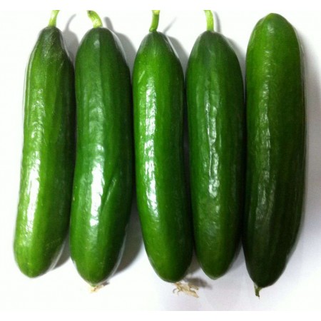 Salatalık Tohumu Beith Alpha - 100 Adet