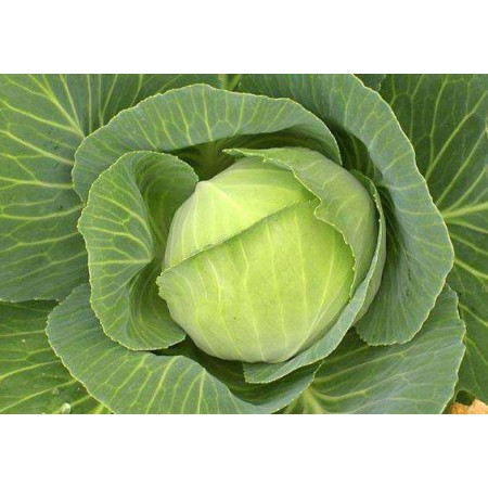 Lahana Tohumu Beyaz Baş - 25 Adet