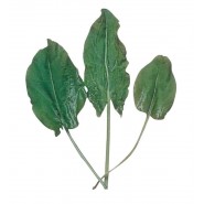 Ekşi Otu Tohumu - 25 Adet