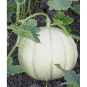 Gönen Beyaz Kavun Tohumu - 25 Adet Gönen Beyaz Kavun Tohumu - 25 Adet