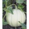 Gönen Beyaz Kavun Tohumu - 25 Adet