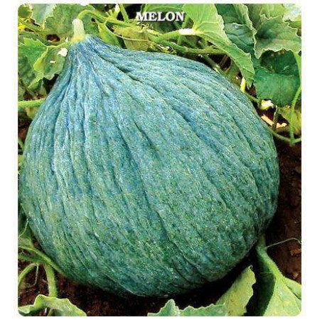 Kavun Tohumu Hasanbey - 25 Adet Kavun Tohumu Hasanbey - 25 Adet