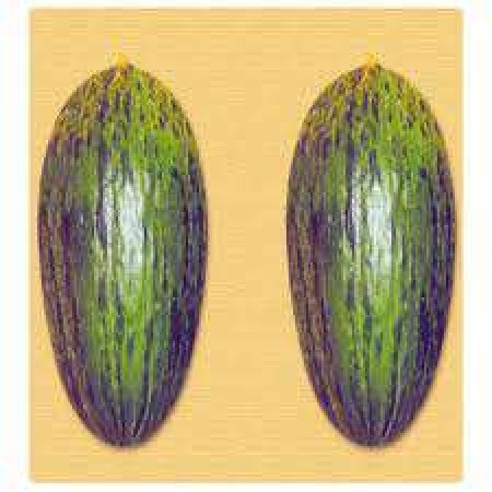 Kavun Tohumu Hıdır (Turşuluk) - 25 Adet Kavun Tohumu Hıdır (Turşuluk) - 25 Adet