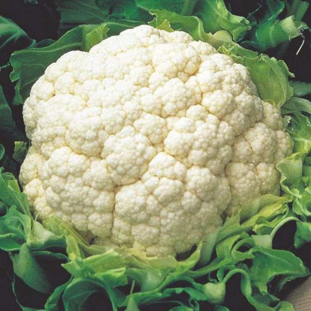 Karnabahar Tohumu İglo - 100 Adet