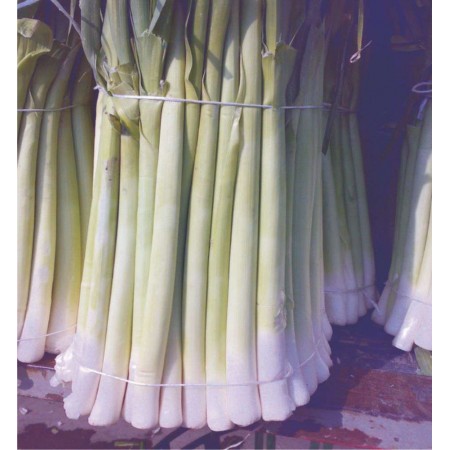 Pırasa Tohumu İnegöl - 25 Adet Pırasa Tohumu İnegöl - 25 Adet