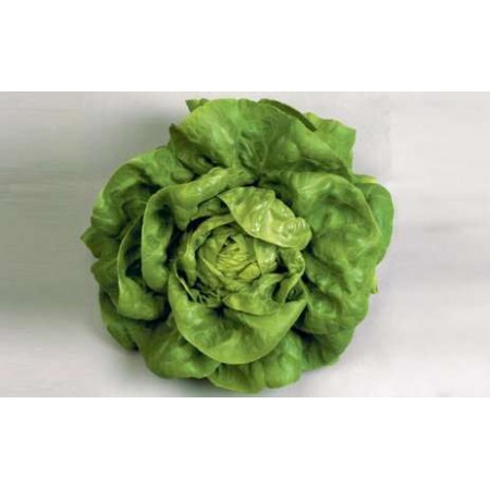 İthal Marul Tohumu - 25 Adet Tohum