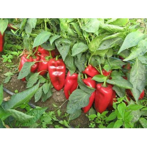 Kapya Biber Fidesi İthal River