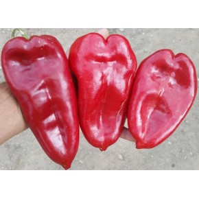 Kapya Biber Fidesi İthal River