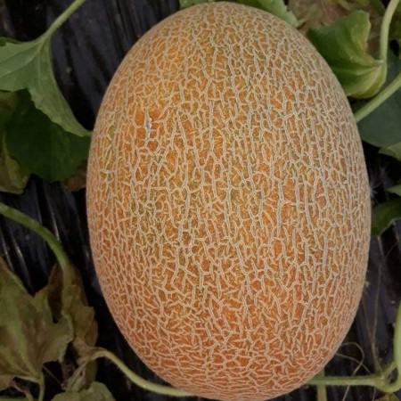 Kavun Tohumu Ananas - 25 Adet Kavun Tohumu Ananas - 25 Adet