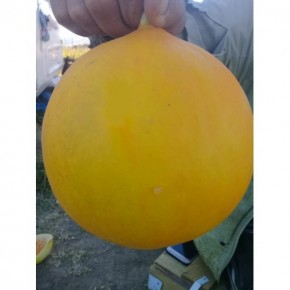 Kış Kavunu Tohumu - 25 Adet Kış Kavunu Tohumu - 25 Adet