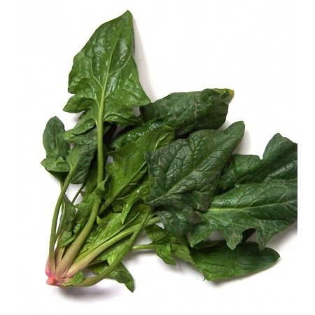 Matador Ispanak Tohumu - 100 Adet