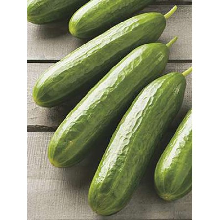 Salatalık Tohumu Meram - 100 Adet