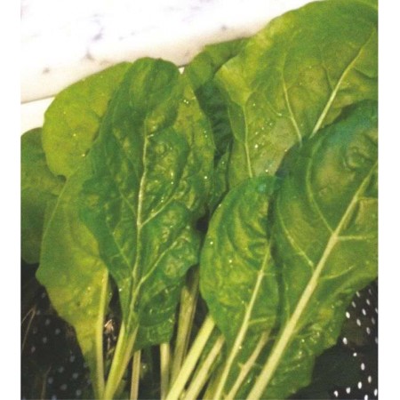 Pazı Tohumu  - 100 Adet