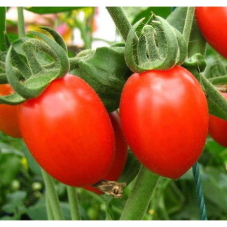 Domates Tohumu Salçalık - 50 Adet