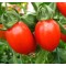Domates Tohumu Salçalık - 25 Adet