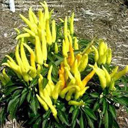 Sarı Süs Biberi Tohumu - 100 Adet