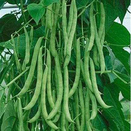 Sırık Ferasetsiz Fasulye Tohumu - 25 Adet Sırık Ferasetsiz Fasulye Tohumu - 25 Adet